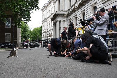 Larry, il gatto di Downing Street: simbolo di continuità politica e presenza amata dai britannici