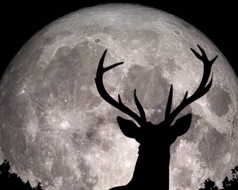 Luna piena del cervo: date e modalità per ammirare il fenomeno del 29 luglio