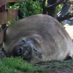 Neil, l'elefante marino australiano che attrae curiosi e preoccupa esperti in Tasmania