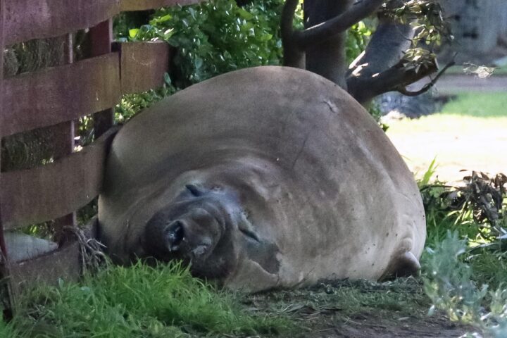 Neil, l'elefante marino australiano che attrae curiosi e preoccupa esperti in Tasmania