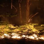 Un grande incendio sta devastando la foresta di Fontainebleau, vicino a Parigi