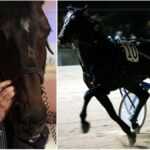 Addio a Varenne, il cavallo icona dell'ippica italiana: 62 vittorie in carriera e un'eredità unica