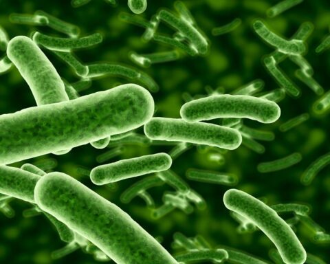 Allerta sul batterio Vibrio vulnificus: rischio basso nelle acque italiane, ma attenzione ai sintomi