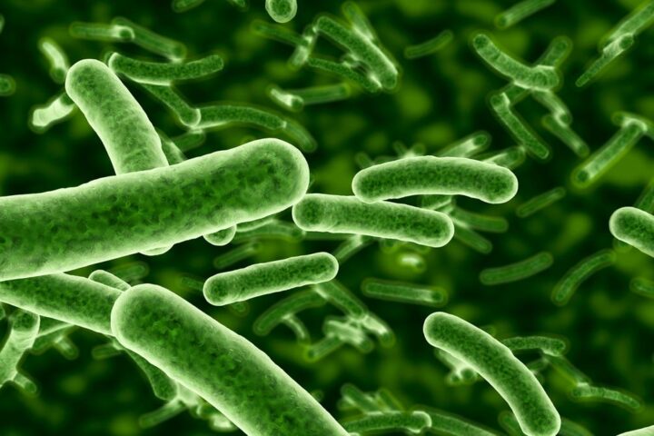 Allerta sul batterio Vibrio vulnificus: rischio basso nelle acque italiane, ma attenzione ai sintomi