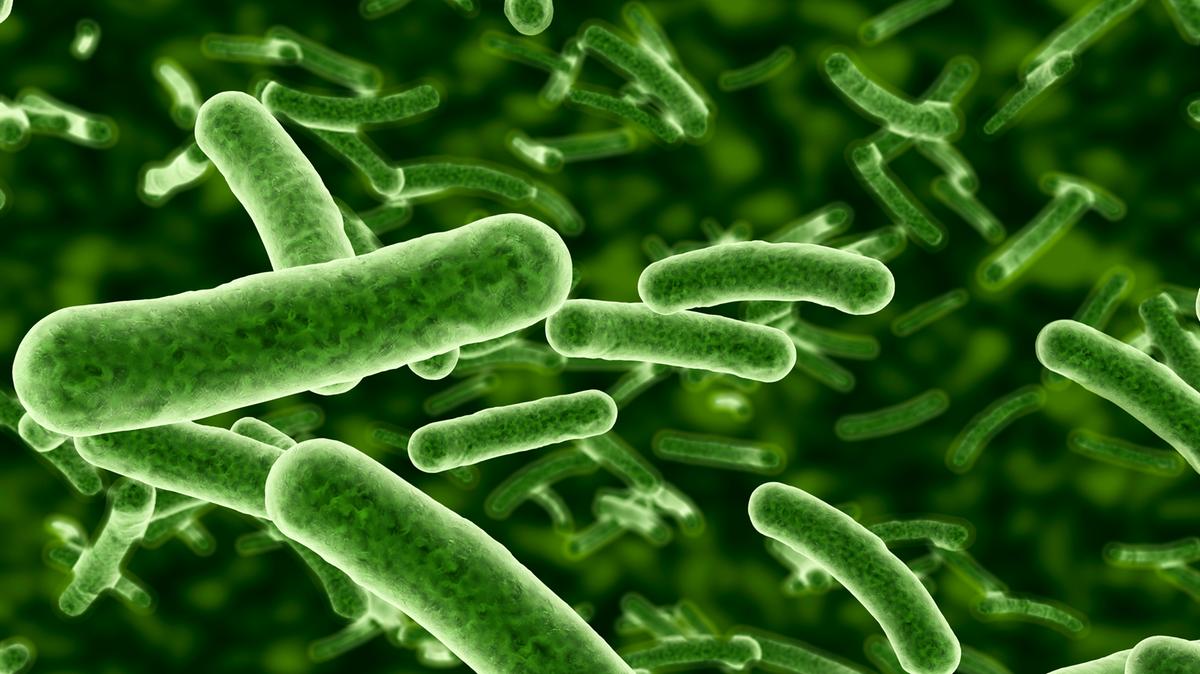 Allerta sul batterio Vibrio vulnificus: rischio basso nelle acque italiane, ma attenzione ai sintomi