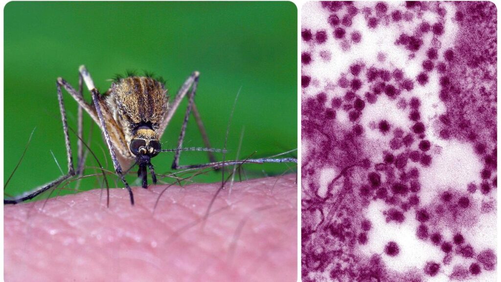 Allerta West Nile in Italia: 2 decessi e 432 casi confermati dall'inizio dell'anno