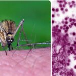 Allerta West Nile in Italia: 2 decessi e 432 casi confermati dall'inizio dell'anno
