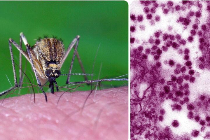 Allerta West Nile in Italia: 2 decessi e 432 casi confermati dall'inizio dell'anno