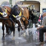Austria registra la temperatura più alta di sempre: 40,8 °C a Vienna