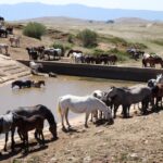 Cavalli in libertà in Bosnia Erzegovina: siccità mette a rischio la loro sopravvivenza