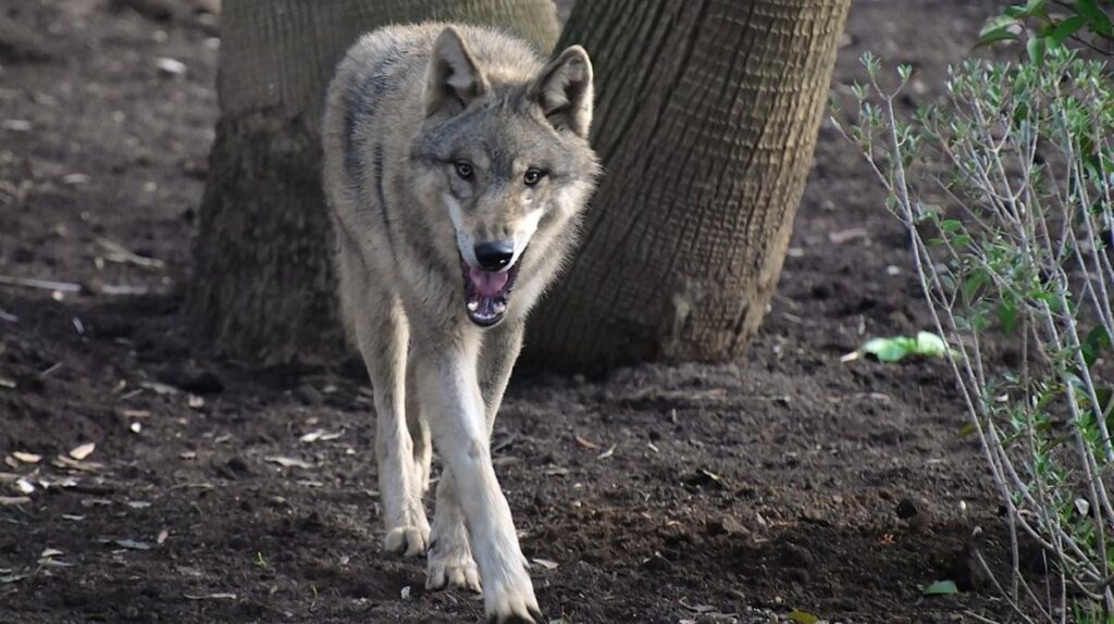 Confermata la presenza di un lupo aggressore a Noicattaro, tre esemplari nella zona