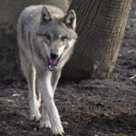 Confermata la presenza di un lupo aggressore a Noicattaro, tre esemplari nella zona
