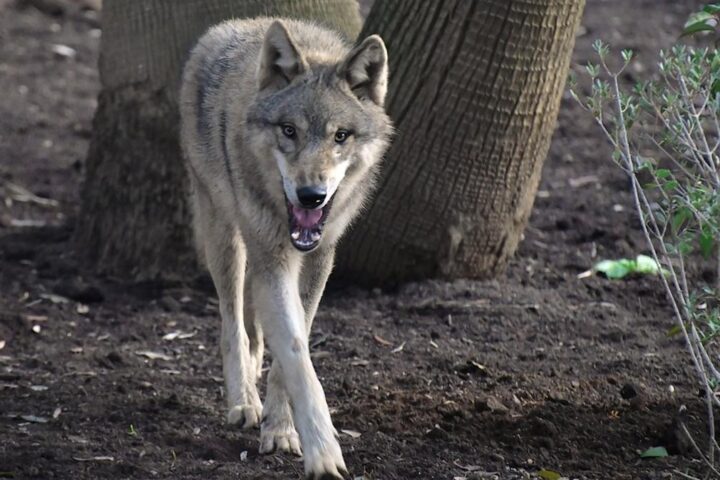 Confermata la presenza di un lupo aggressore a Noicattaro, tre esemplari nella zona