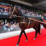È morto Varenne, il miglior cavallo trottatore italiano di sempre a 31 anni