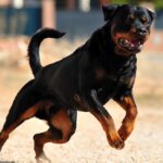 Giuseppe Pampo, 72 anni, muore sbranato da due rottweiler nelle campagne del Salento