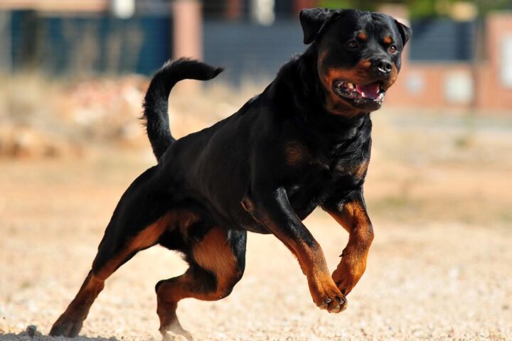 Giuseppe Pampo, 72 anni, muore sbranato da due rottweiler nelle campagne del Salento