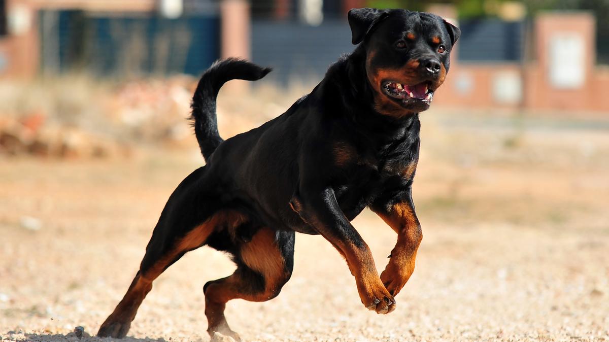 Giuseppe Pampo, 72 anni, muore sbranato da due rottweiler nelle campagne del Salento