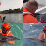 Il salvataggio di un cucciolo di delfino da parte della Guardia Costiera a Terrasini