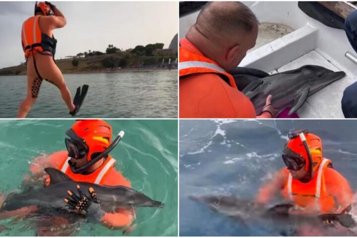 Il salvataggio di un cucciolo di delfino da parte della Guardia Costiera a Terrasini