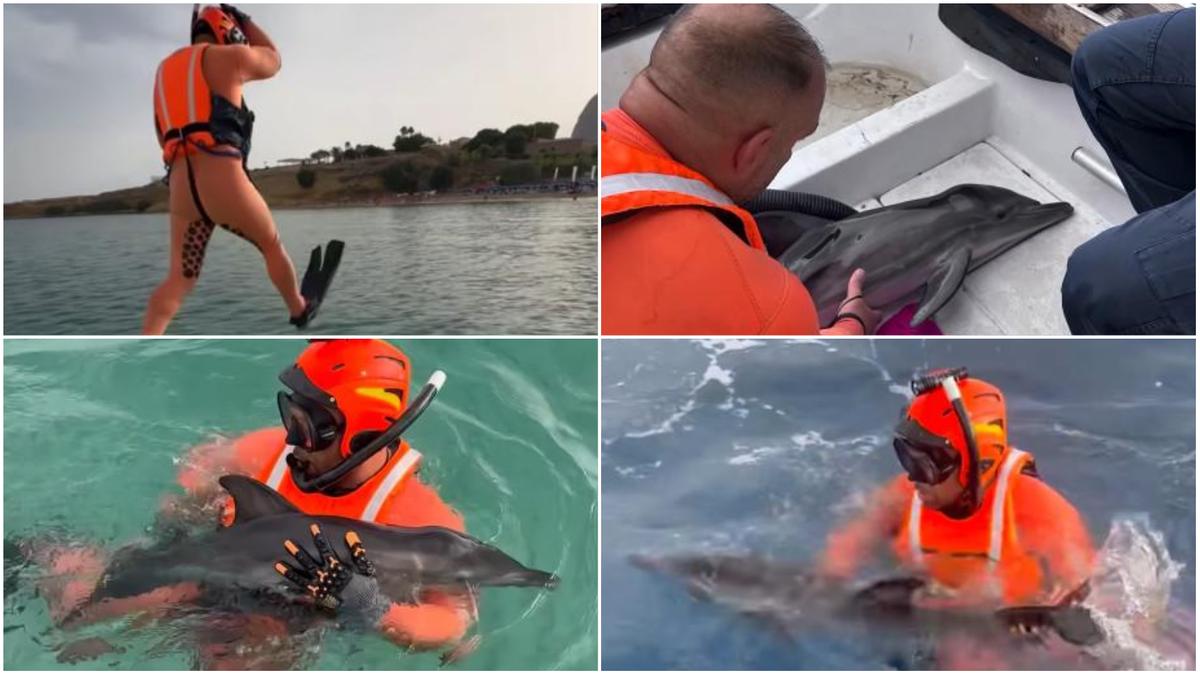 Il salvataggio di un cucciolo di delfino da parte della Guardia Costiera a Terrasini