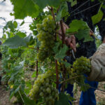 La vendemmia dello Champagne inizia con una settimana di anticipo a causa del caldo estremo