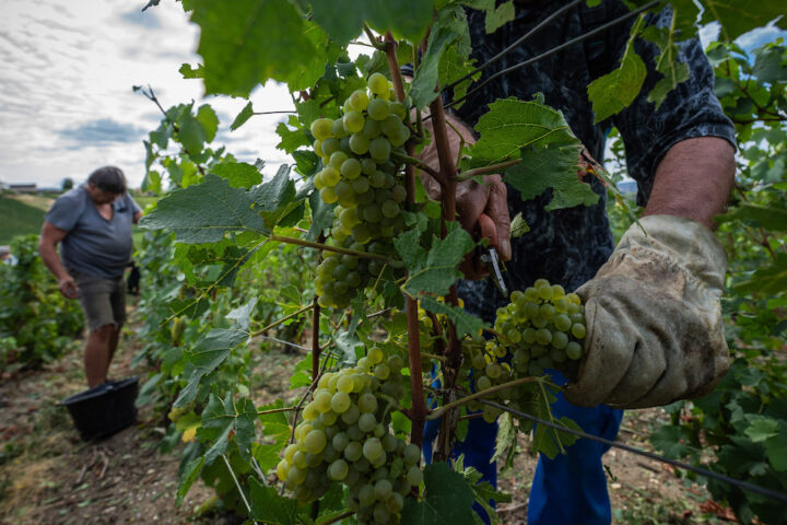 La vendemmia dello Champagne inizia con una settimana di anticipo a causa del caldo estremo