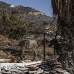 Le capre come alleate nella prevenzione degli incendi boschivi in Italia