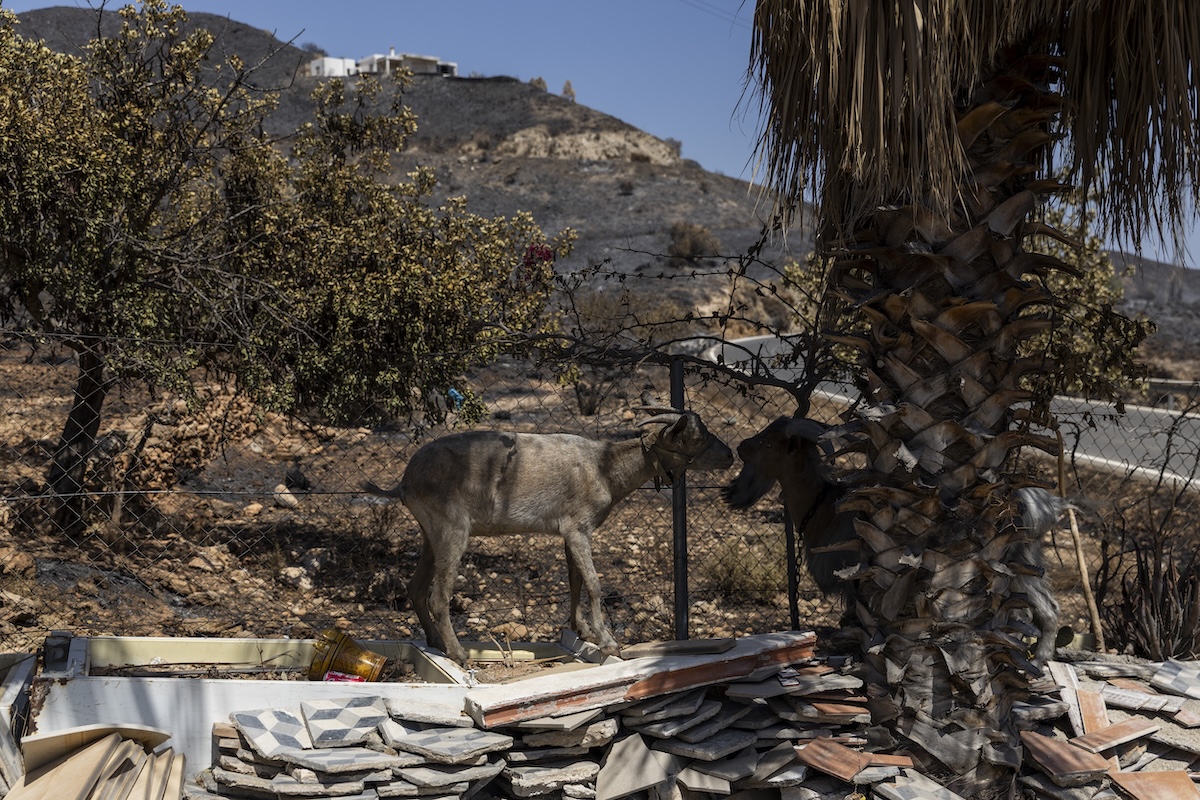 Le capre come alleate nella prevenzione degli incendi boschivi in Italia