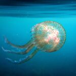 L'invasione di meduse provoca fermo di tre reattori nella centrale nucleare di Gravelines