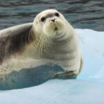Navigazione nel Canale di Lancaster: grandi iceberg e venti gelidi tra storia e attualità