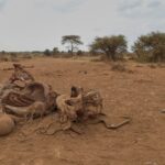 Quattro arresti in Kenya per la morte misteriosa di 18 elefanti nel parco nazionale Amboseli