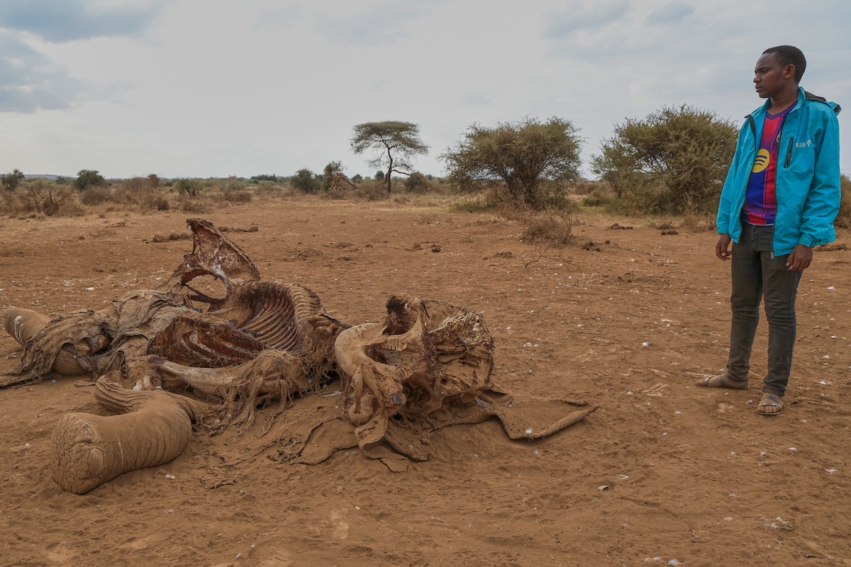 Quattro arresti in Kenya per la morte misteriosa di 18 elefanti nel parco nazionale Amboseli