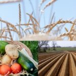Ragusa (ALS Mcl): serve concretezza contro caporalato e sfruttamento dei lavoratori stranieri, l'UE stanzia 2,1 milioni di euro