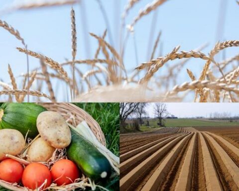 Ragusa (ALS Mcl): serve concretezza contro caporalato e sfruttamento dei lavoratori stranieri, l'UE stanzia 2,1 milioni di euro