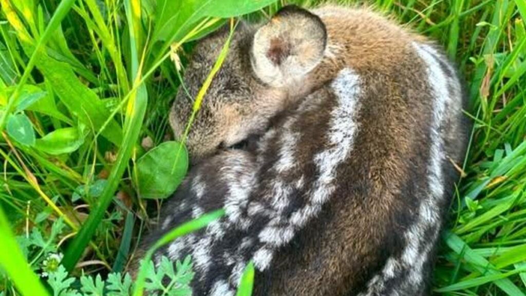 Salvataggio dei cuccioli di capriolo in Alto Adige: 2.634 esemplari salvati grazie a droni e volontari
