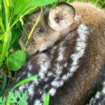 Salvataggio dei cuccioli di capriolo in Alto Adige: 2.634 esemplari salvati grazie a droni e volontari