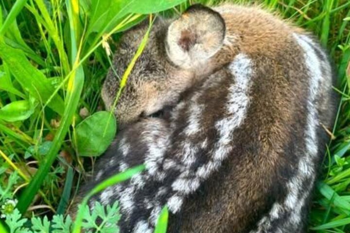 Salvataggio dei cuccioli di capriolo in Alto Adige: 2.634 esemplari salvati grazie a droni e volontari