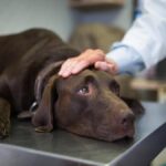 Un uomo abbandona il cane nei boschi a Genova per la burocrazia del canile: rintracciato e denunciato
