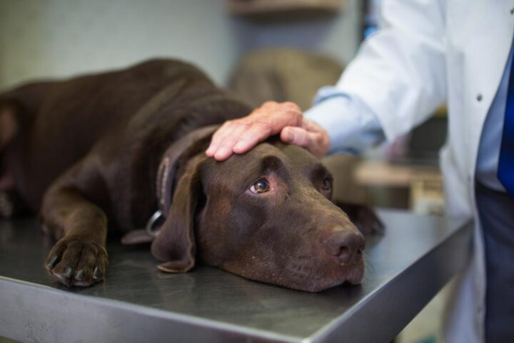 Un uomo abbandona il cane nei boschi a Genova per la burocrazia del canile: rintracciato e denunciato