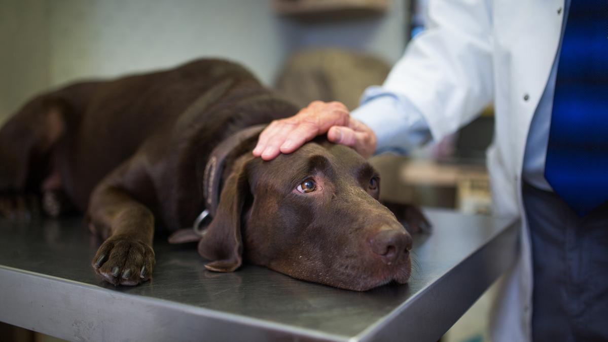 Un uomo abbandona il cane nei boschi a Genova per la burocrazia del canile: rintracciato e denunciato