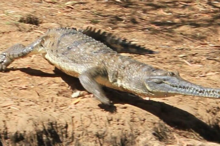 Il fiume Fitzroy scelto per il canottaggio alle Olimpiadi di Brisbane 2032, nonostante i coccodrilli marini