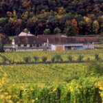 La produzione di vino in Francia potrebbe scendere ai livelli più bassi degli ultimi 30 anni