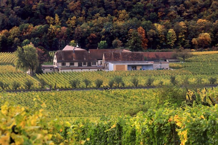 La produzione di vino in Francia potrebbe scendere ai livelli più bassi degli ultimi 30 anni