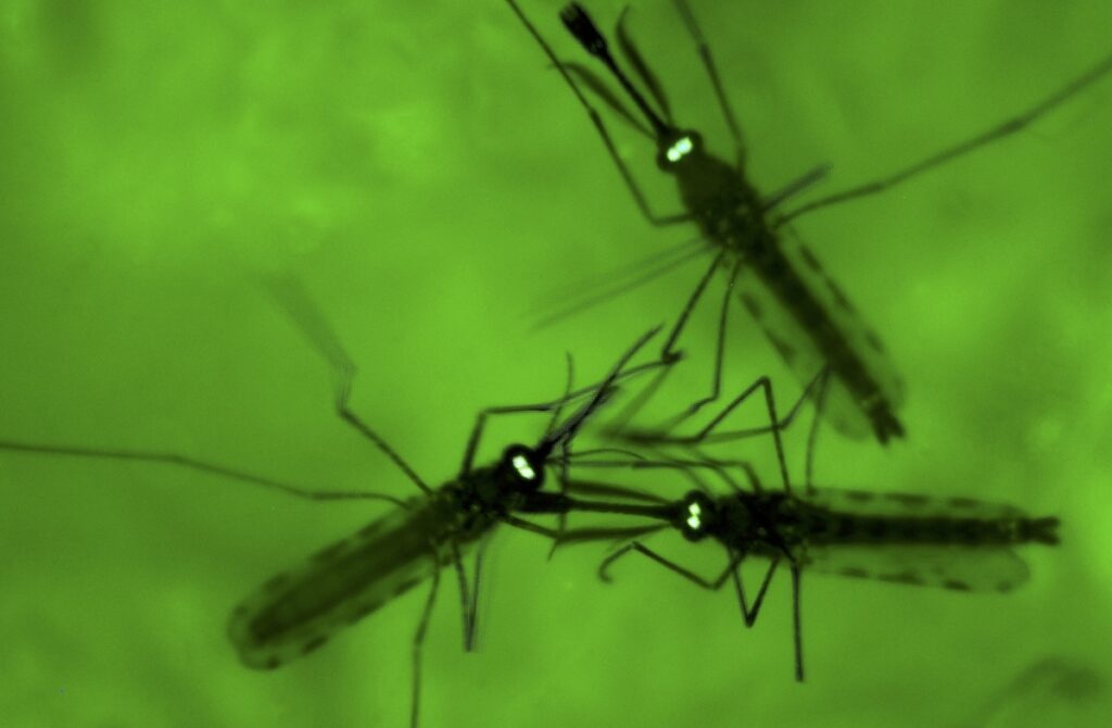 Terza vittima di malaria nei pressi dell'aeroporto di Francoforte in Germania