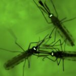 Terza vittima di malaria nei pressi dell'aeroporto di Francoforte in Germania