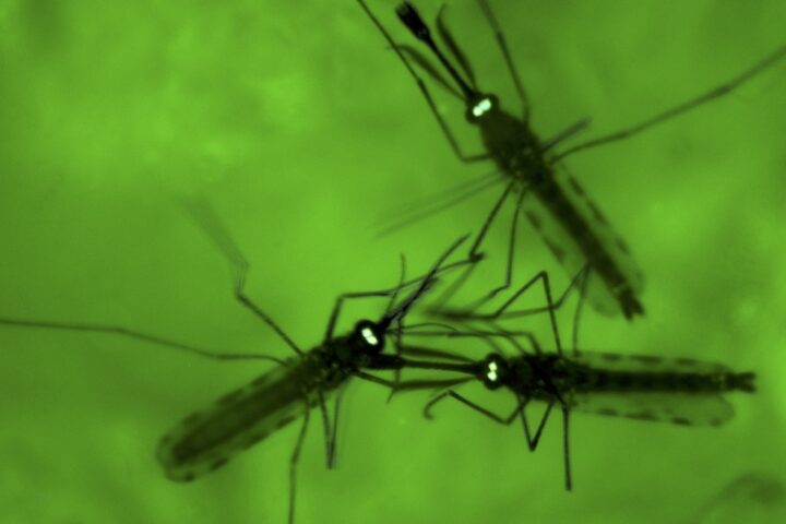 Terza vittima di malaria nei pressi dell'aeroporto di Francoforte in Germania