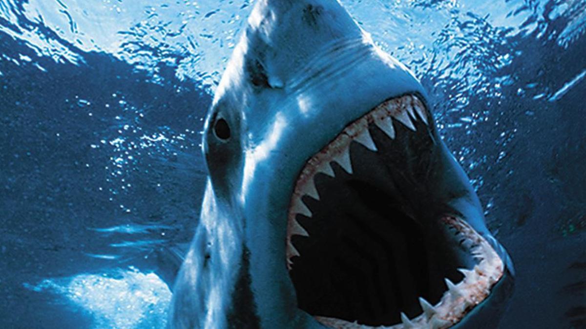 Uno squalo uccide un uomo a Sorrento Beach, Australia: chiuse le spiagge circostanti