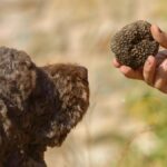 Cane trova 270 grammi di cocaina durante caccia al tartufo a Corropoli