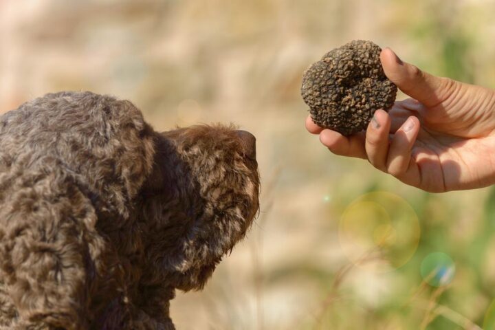 Cane trova 270 grammi di cocaina durante caccia al tartufo a Corropoli