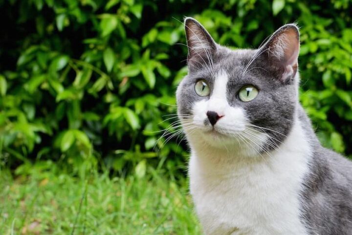 La liberazione del gatto Koby dopo cinque anni di battaglie legali a Conegliano